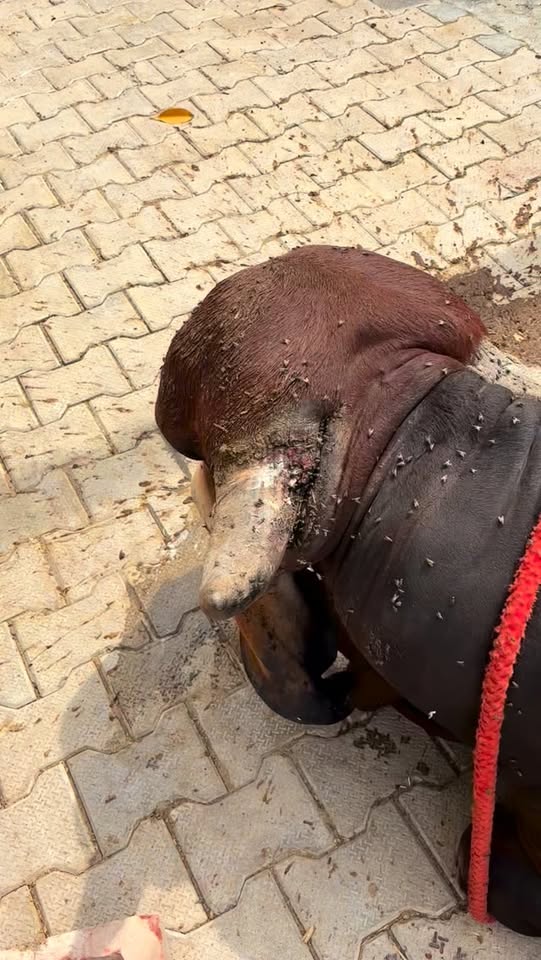 HHH NGO field work and animal care in Sonipat — photo 4