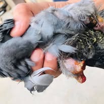 HHH NGO — Rescue on Ground in Sonipat, Haryana