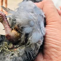 HHH NGO — Team in Action in Sonipat, Haryana