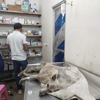 Animals at HHH NGO shelter in Sonipat