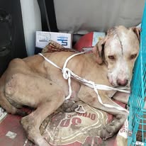 Animals in care at HHH NGO shelter, Sonipat