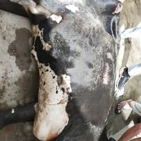 HHH NGO — Field Volunteers in Sonipat, Haryana