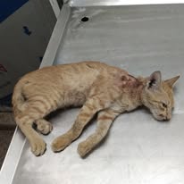 HHH NGO 24/7 animal ambulance rescue Sonipat