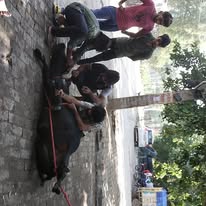 Volunteers doing Anna Daan feeding drive near temple in Sonipat