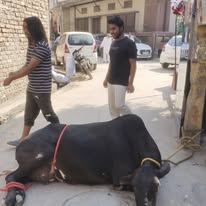 HHH NGO — Field & shelter in Sonipat, Haryana