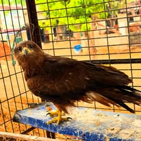 HHH NGO — Feeding Drive in Sonipat, Haryana