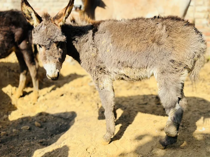 Rescued donkey with leg injury under care at HHH NGO shelter, Sonipat