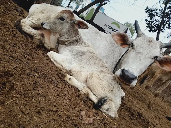 Mother cow and young calf resting together at HHH NGO shelter, Sonipat