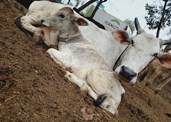 Mother cow and calf resting on the ground at the animal shelter, Sonipat