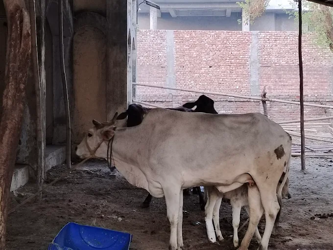 HHH NGO field work and animal care in Sonipat — photo 3